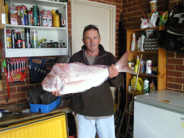 pink snapper